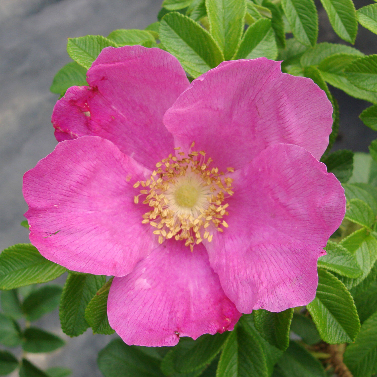 Kategorie <b>Produkt nicht gewünscht </b> - Rot blühende Kartoffelrose - Heckenrose - Sylter Rose - Rosa rugosa 'Rubra'