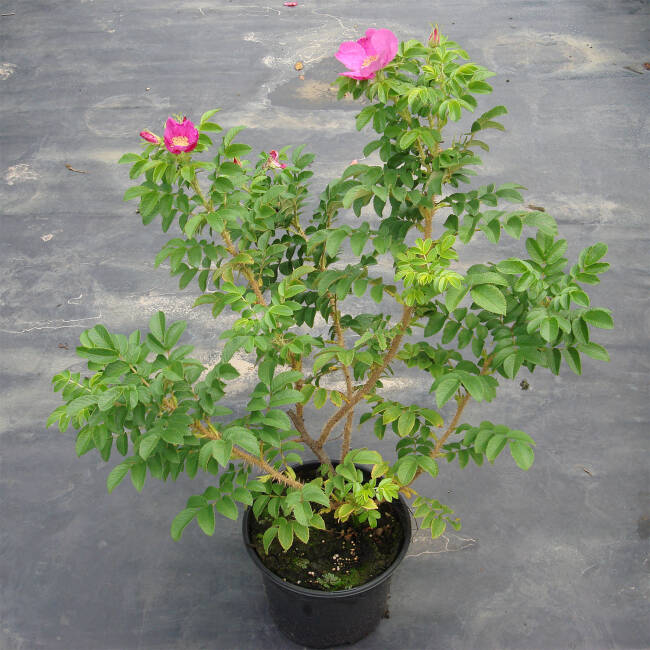 Rosa rugosa Rubra C 3-5 30-40 cm