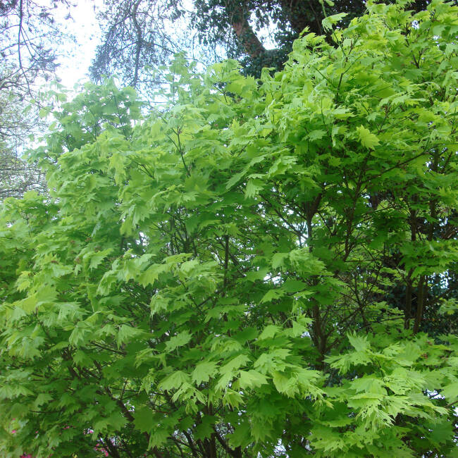 Acer shirasawanum Aureum