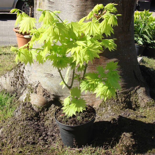 Acer shirasawanum Aureum C 3-5 40-50 cm