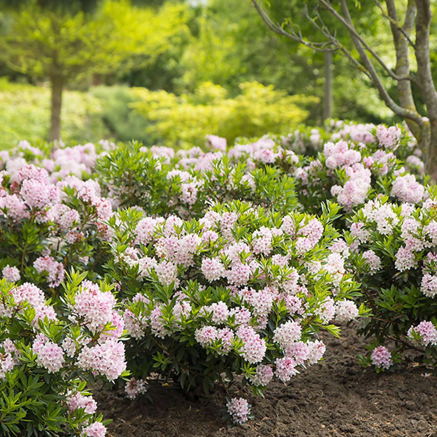 Kategorie <b>Hecken </b> - Rhododendron 'Bloombux'® - Rhododendron micranthum 'Bloombux'®
