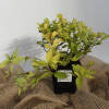 Spiraea japonica Golden Princess P 0,5 15-20 cm