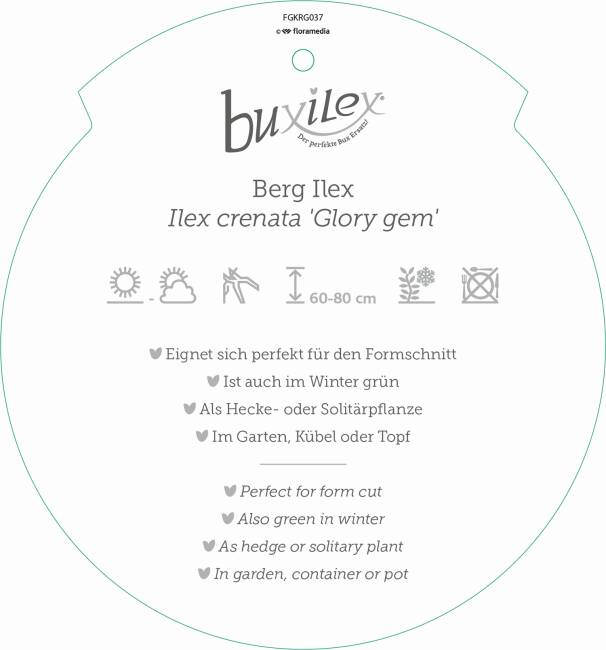 Ilex crenata Buxilex® Deko C 10 Kugel 20-25 cm