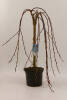 Salix caprea Pendula C 2 Sth 40 cm