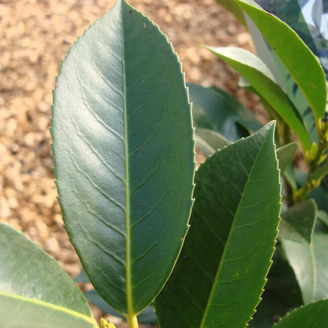Prunus laurocerasus Piranha®