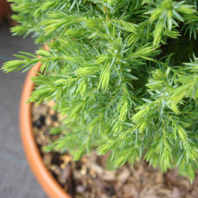 Juniperus com. Compressa C 2-3 25-30 cm