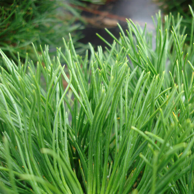 Pinus mugo Varella C 3-5 20-25 cm