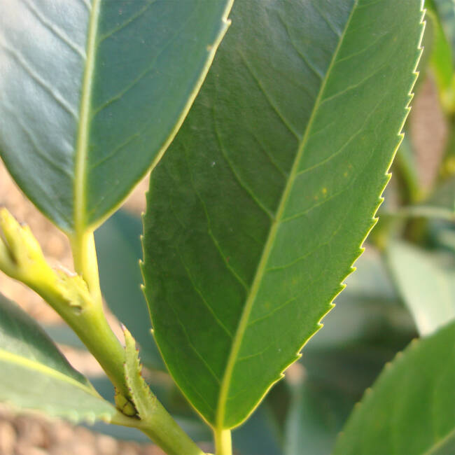 Prunus laurocerasus Piranha® C 5 20-30cm