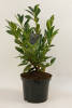 Prunus laurocerasus Piranha® C 5 40-60 cm