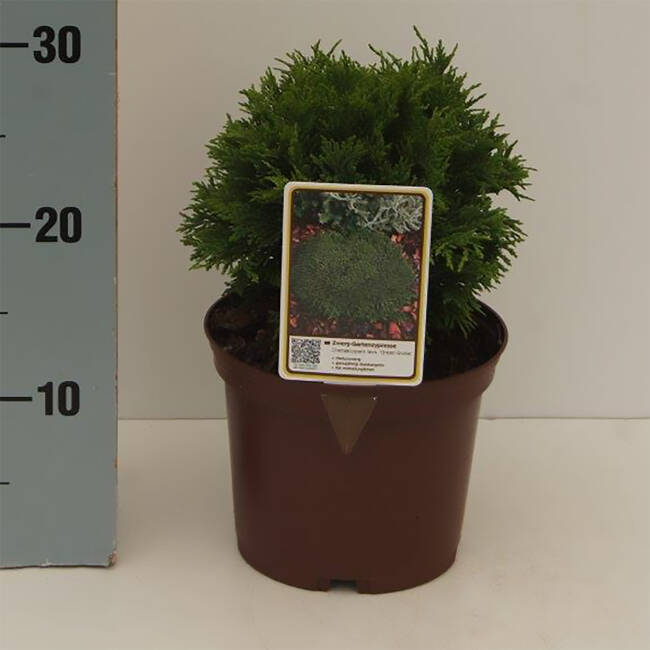 Chamaecyparis lawsoniana Green Globe C 2 15-20 cm