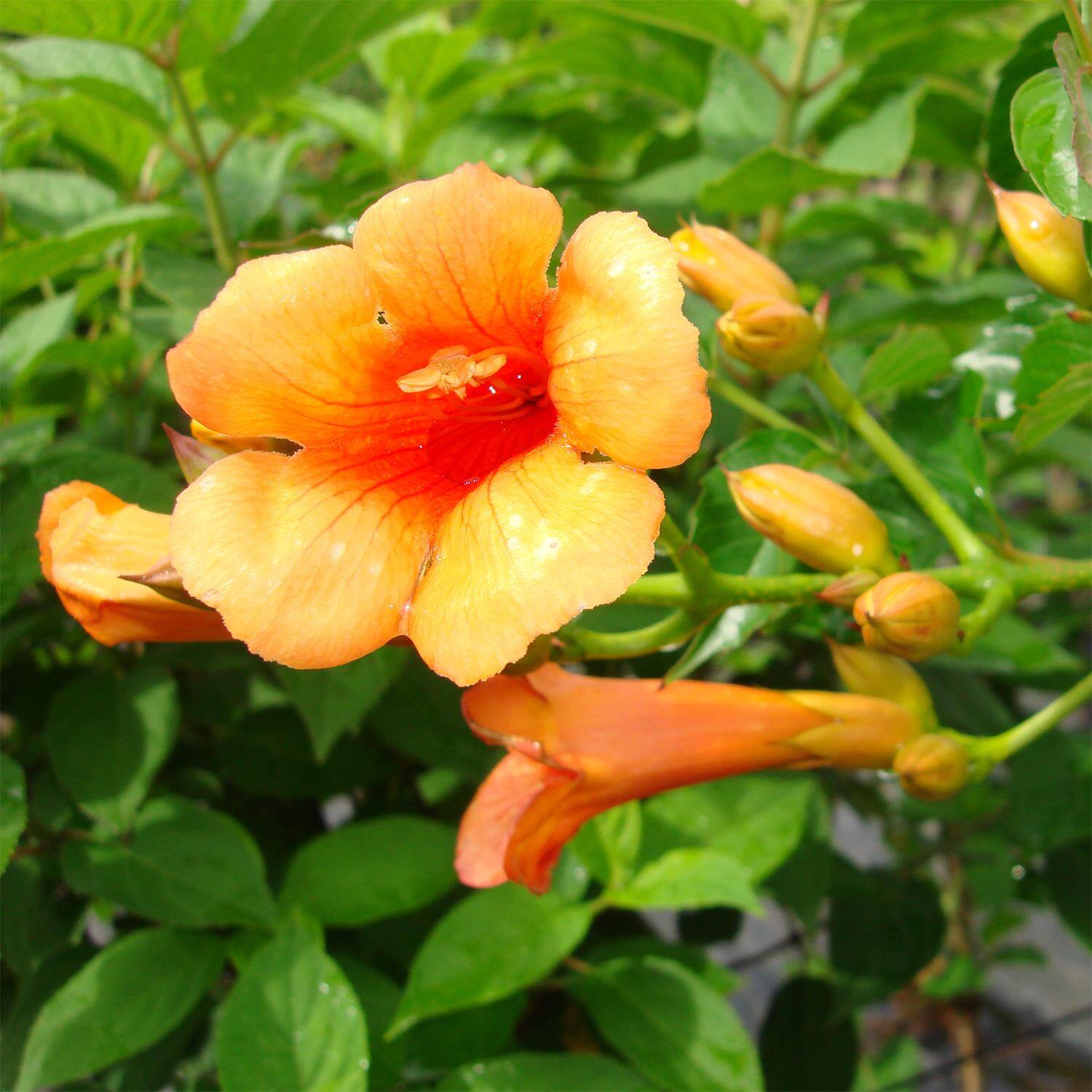 die Klettertrompete Eine wunderschöne Gartenpflanze mit imposanten roten Blüten