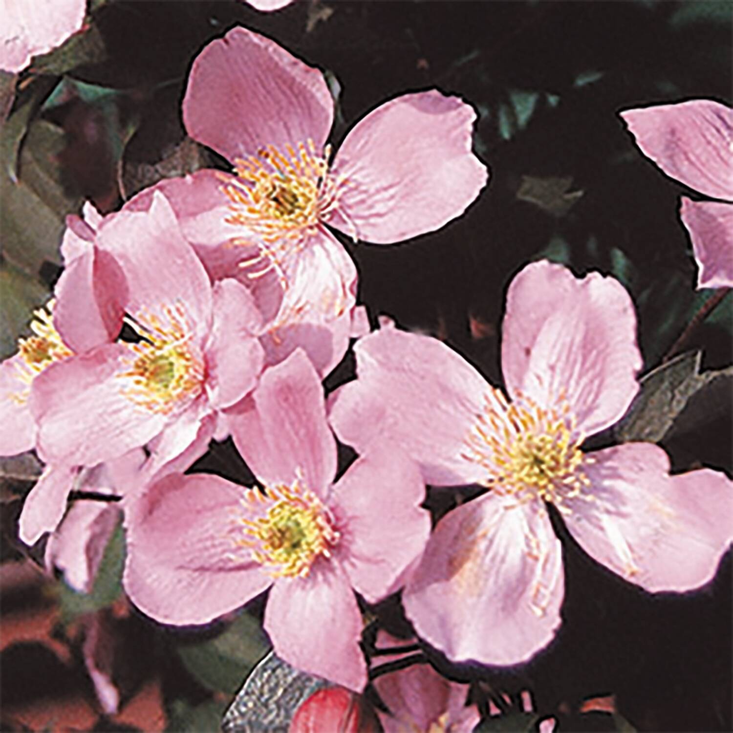 Kategorie <b>Laubbäume </b> - Berg-Waldrebe 'Fragrant Spring' - Clematis montana 'Fragrant Spring'