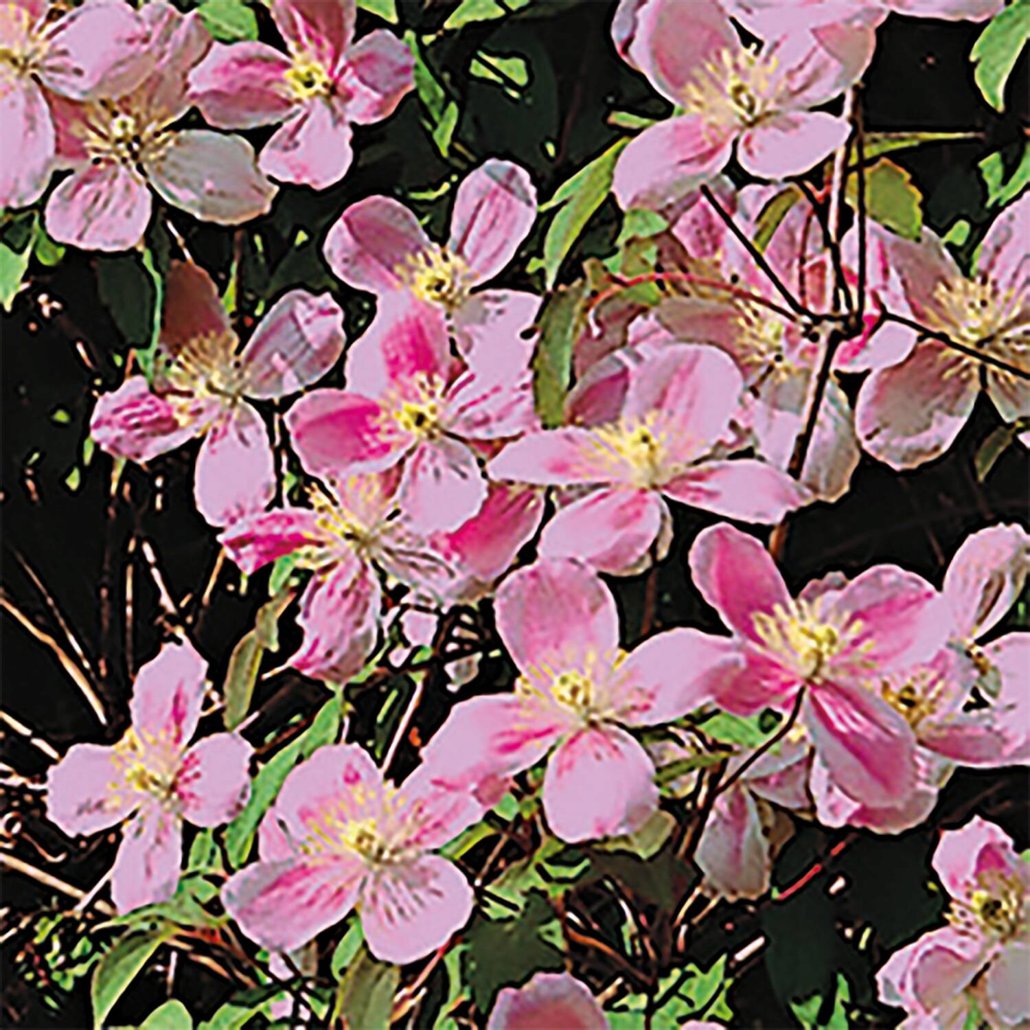 Kategorie <b>Laubbäume </b> - Clematis 'Tetra Rose' - Clematis montana 'Tetrarose'