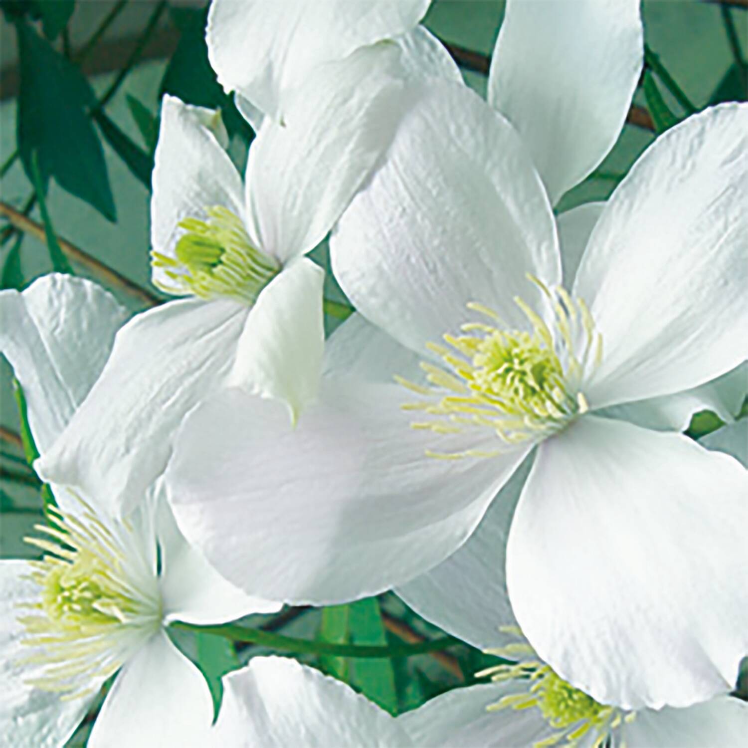 weiße Blüten einer Clematis