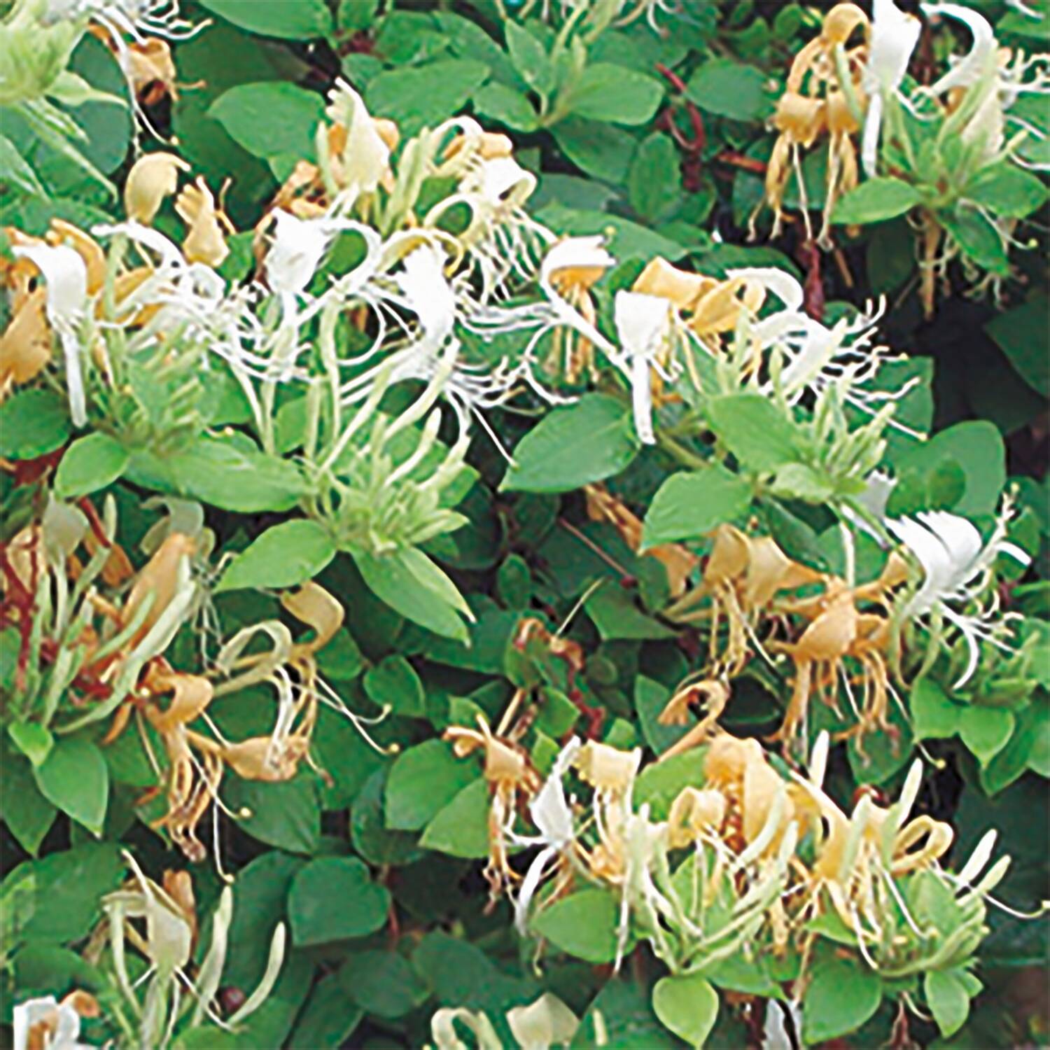  Japanisches Geißblatt - Gelbbunte Geißschlinge - Lonicera japonica 'Halliana'