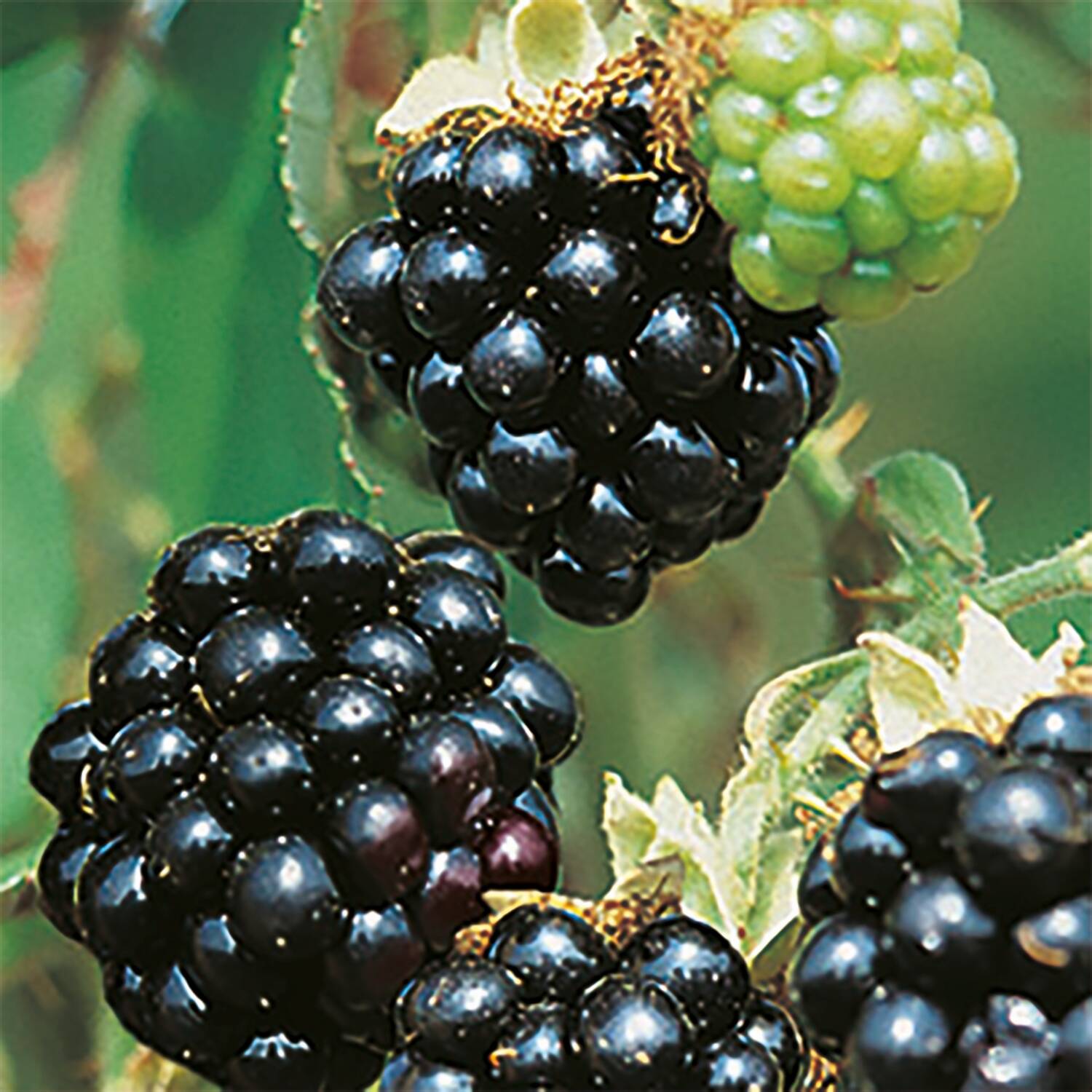Kategorie <b>Laubbäume </b> - Brombeere 'Black Satin' - Rubus fruticosus 'Black Satin'