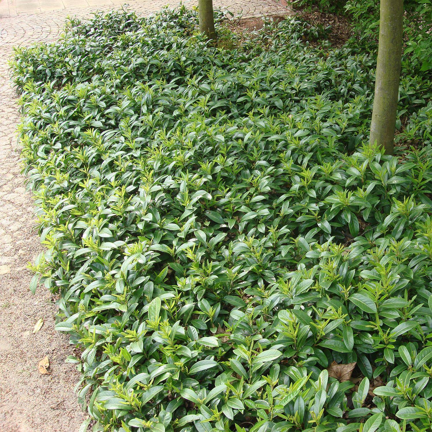  Bodendecker Kirschlorbeer 'Mount Vernon' - Prunus laurocerasus 'Mount Vernon'