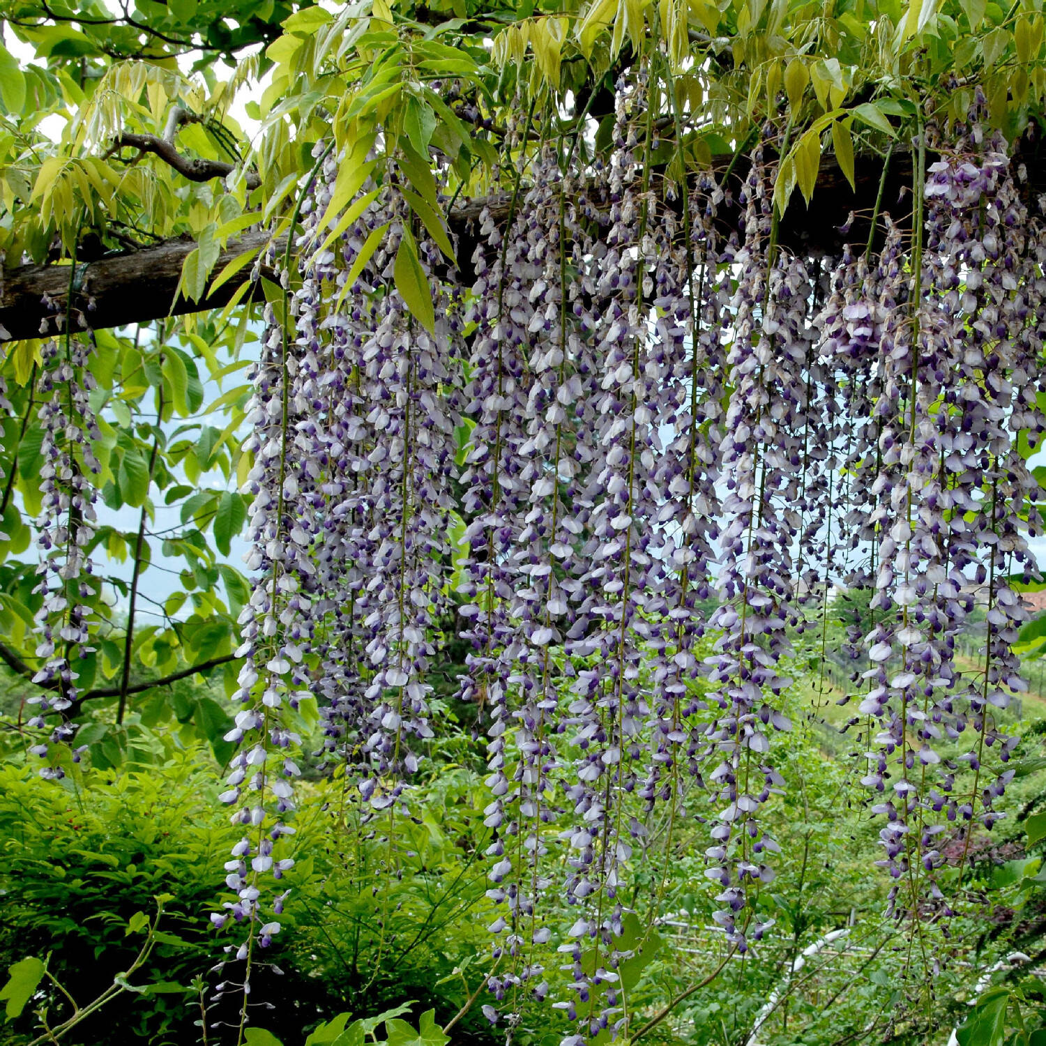 Kategorie <b>Kletterpflanzen </b> - Großer Blauregen - Edelblauregen - Glyzine - Wisteria floribunda 'Macrobotrys'