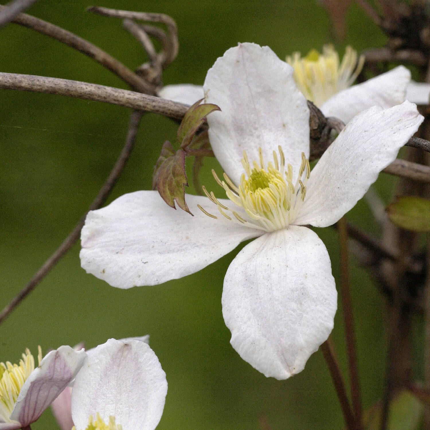 Kategorie <b>Kletterpflanzen </b> - Berg-Waldrebe 'Grandiflora' - Clematis montana 'Grandiflora'