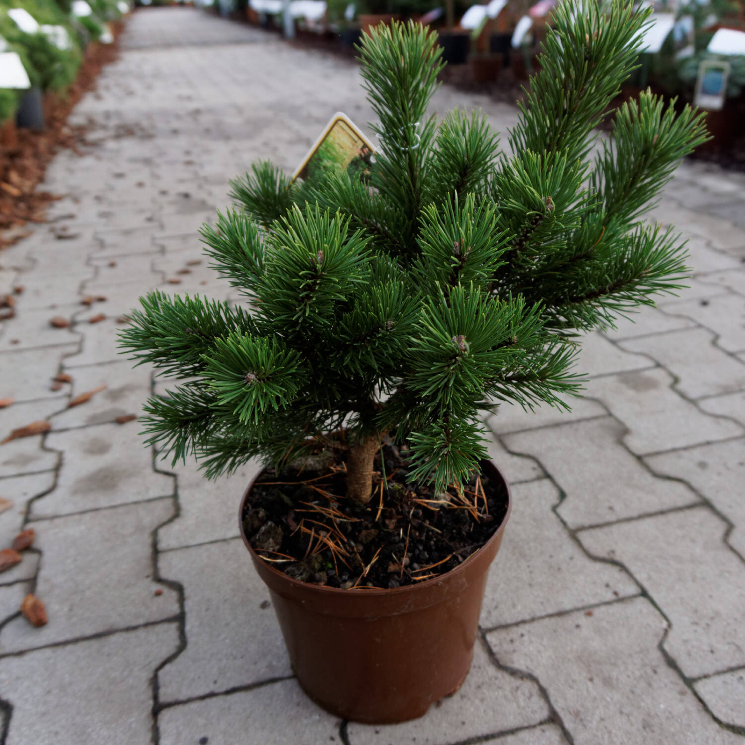 Kategorie <b>Nadelbäume u. Koniferen </b> - Zwerg- Strauch-Kiefer 'Gnom' - Pinus mugo 'Gnom'