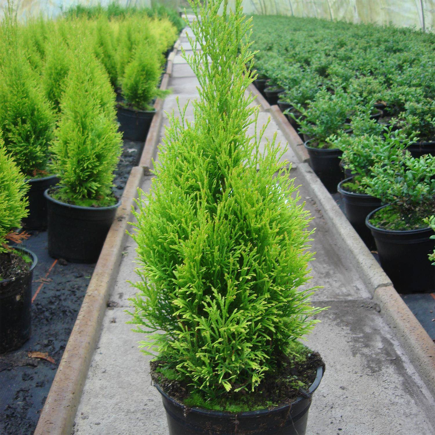 Kategorie <b>Nadelbäume u. Koniferen </b> - Lebensbaum 'Golden Smaragd'® - Thuja occidentalis 'Golden Smaragd®'