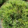 Pinus mugo Humpy