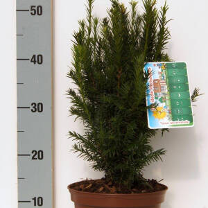 Taxus baccata Westerstede