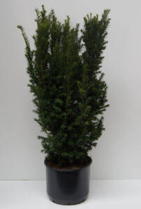 Taxus baccata Westerstede