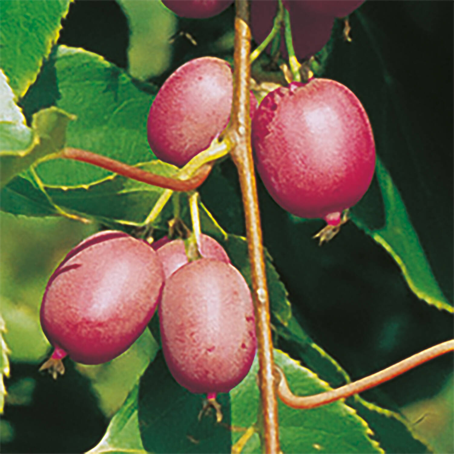 Kategorie <b>Kletterpflanzen </b> - Honigbeere - Trauben- Kiwi 'Ken's Red' - Actinidia arguta 'Ken's Red'