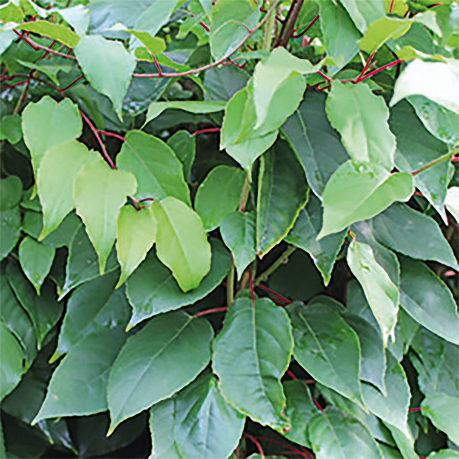 Kategorie <b>Kletterpflanzen </b> - Mini-Kiwi 'Ananasnaya' - Actinidia arguta 'Ananasnaya'