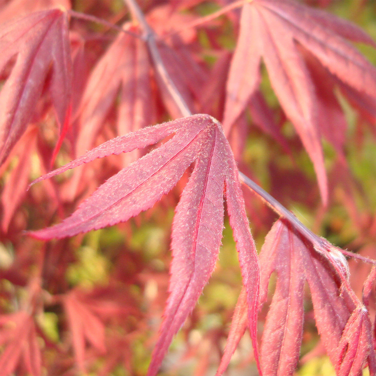  Fächerahorn 'Fireglow' - Acer palmatum 'Fireglow'