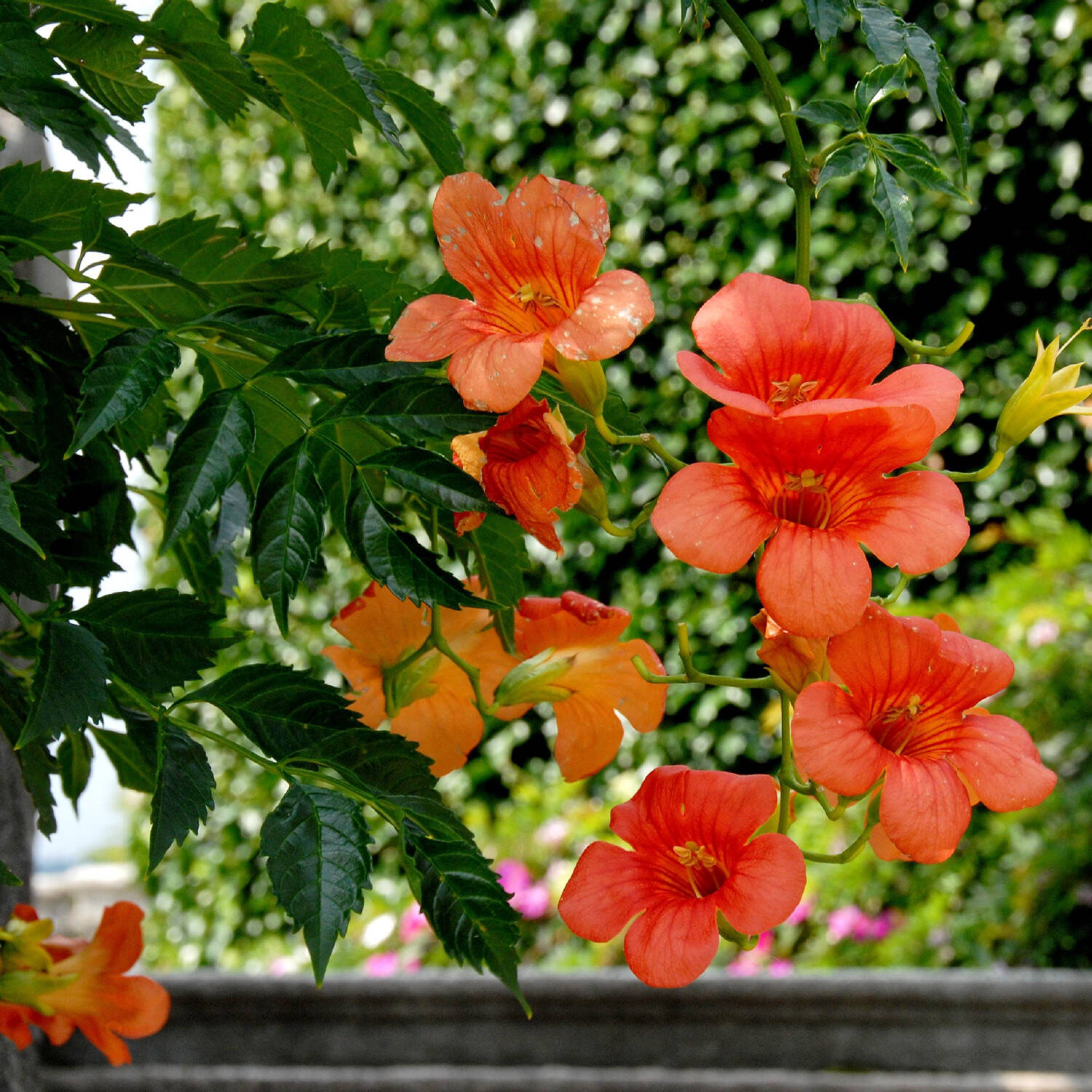  Chinesische Klettertrompete - Trompetenblume - Campsis grandiflora