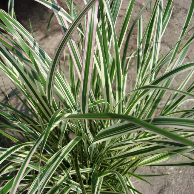 Calamagrostis x acutiflora Overdam C 5