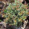 Pieris japonica Little Heath