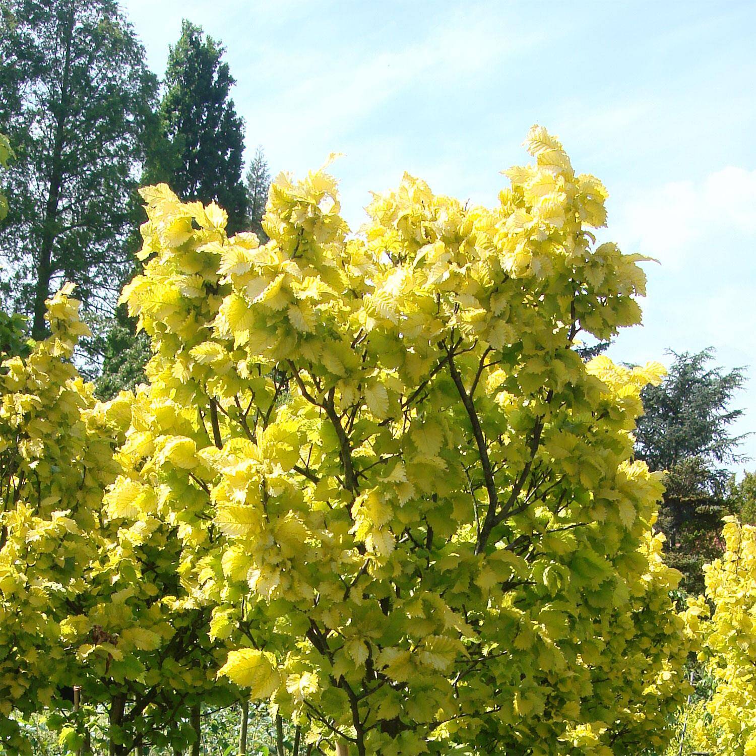 Kategorie <b>Laubbäume </b> - Säulen-Goldulme - Ulmus carpinifolia 'Wredei'