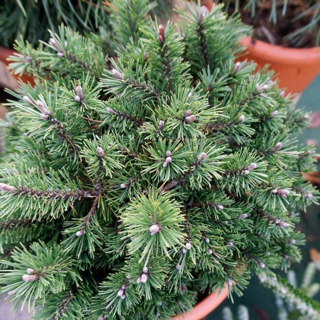 Pinus mugo Benjamin C 2 15-20 cm