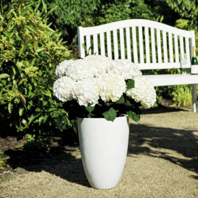 Hydrangea macrophylla Hochzeits-Hortensie®