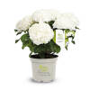 Hydrangea macrophylla Hochzeits-Hortensie®