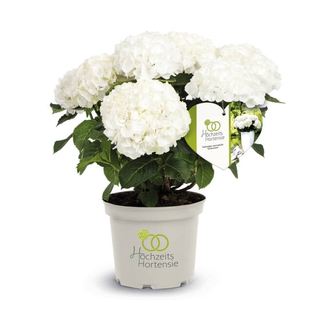 Hydrangea macrophylla Hochzeits-Hortensie® C 3-5 30-40 cm