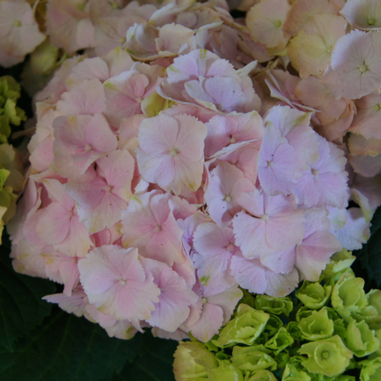 Kategorie <b>Laubbäume </b> - Ballhortensie Everbloom 'Pink Wonder'® - Hydrangea macrophylla 'Pink Wonder'® - Everbloom