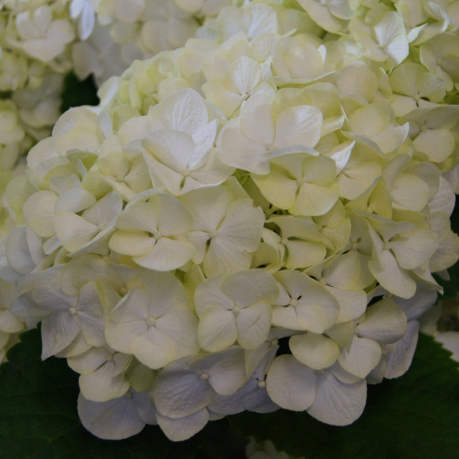 Kategorie <b>Laubbäume </b> - Ballhortensie Everbloom 'White Wonder'® - Hydrangea macrophylla 'White Wonder'® - Everbloom