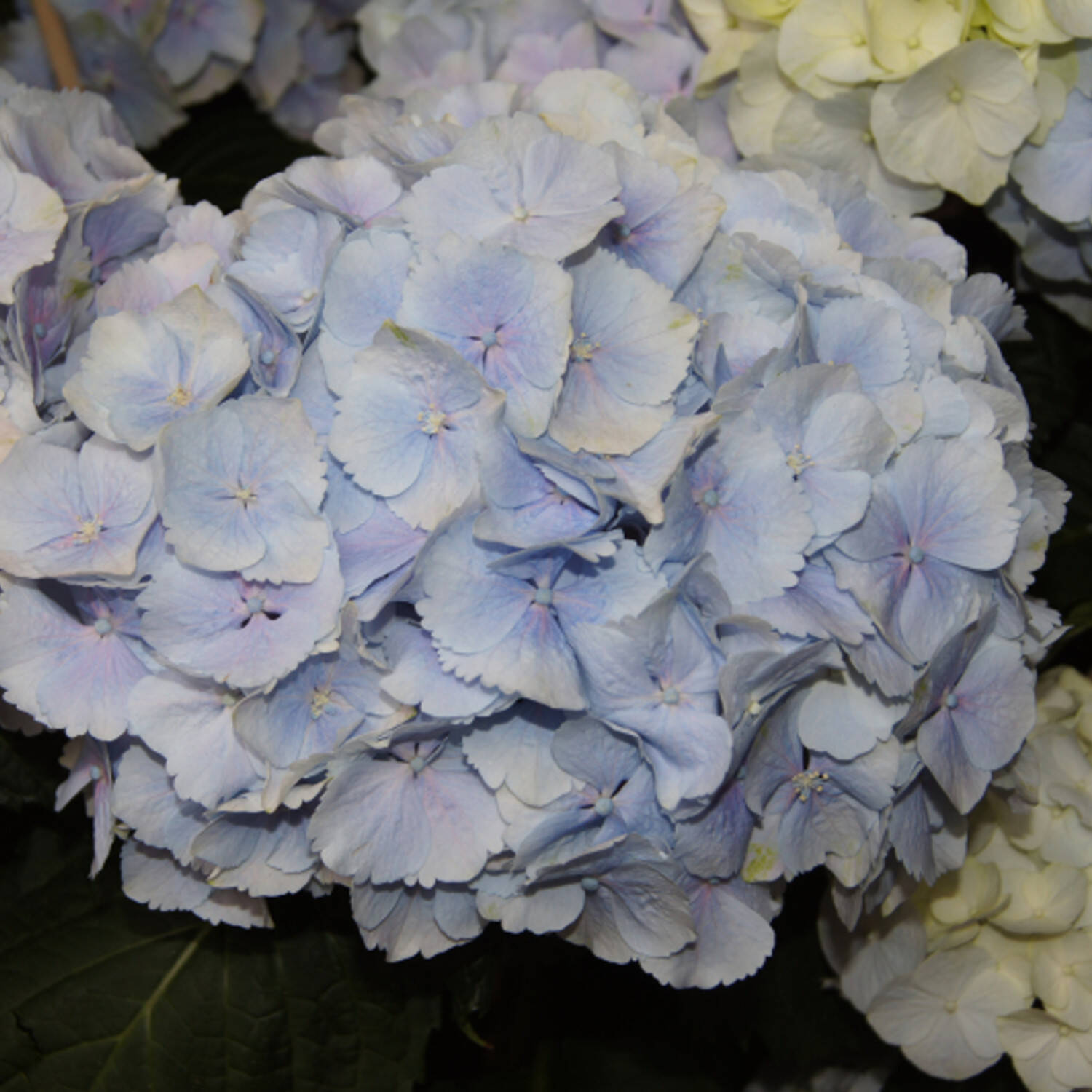 Kategorie <b>Laubbäume </b> - Ballhortensie Everbloom 'Blue Wonder'® - Hydrangea macrophylla 'Blue Wonder'® - Everbloom