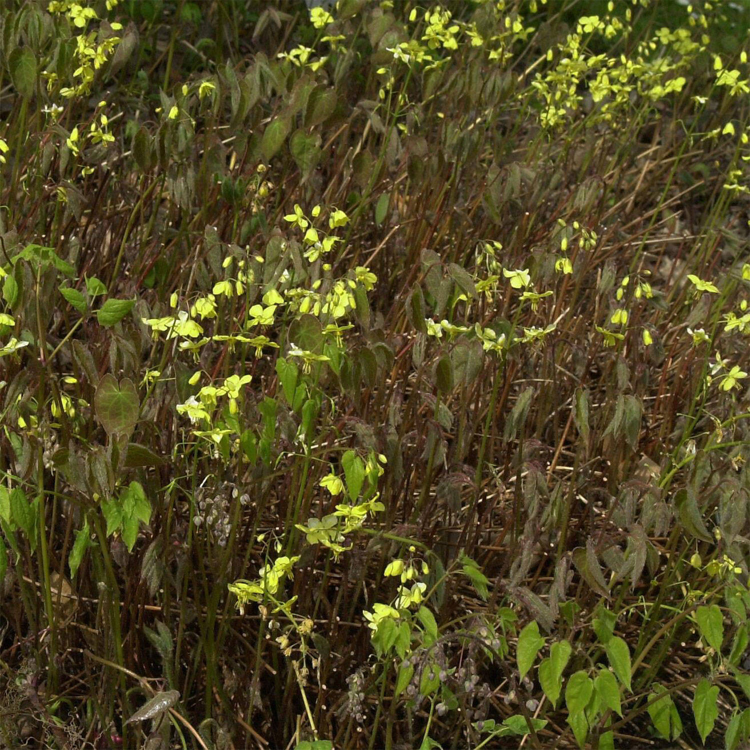 Kategorie <b>Bodendecker </b> - Schwarzmeer-Elfenblume - Epimedium pinnatum ssp. colchicum