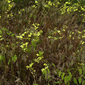 Epimedium pinnatum ssp. colchicum
