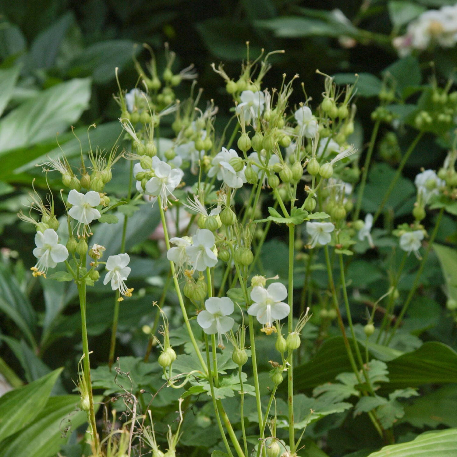 Kategorie <b>Bodendecker </b> - Balkan Storchschnabel 'White Ness' - Geranium macrorrhizum 'White Ness'