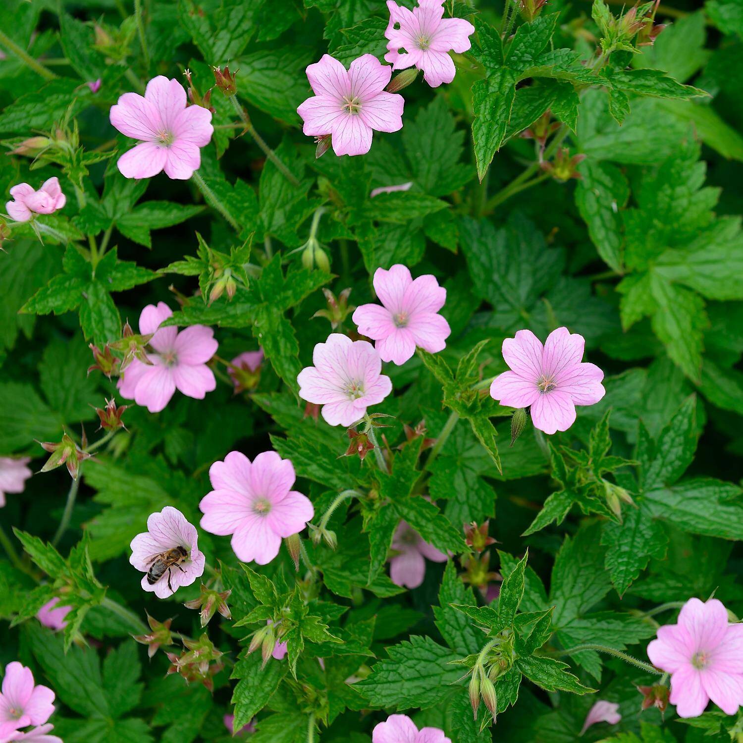 Kategorie <b>Bodendecker </b> - Rosa Storchschnabel 'Rose Claire' - Geranium x oxonianumi 'Rose Claire'