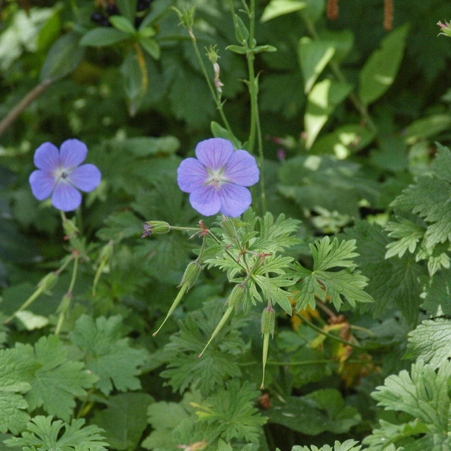 Kategorie <b>Bodendecker </b> - Storchschnabel 'Baby Blue' - Geranium himalayense 'Baby Blue'