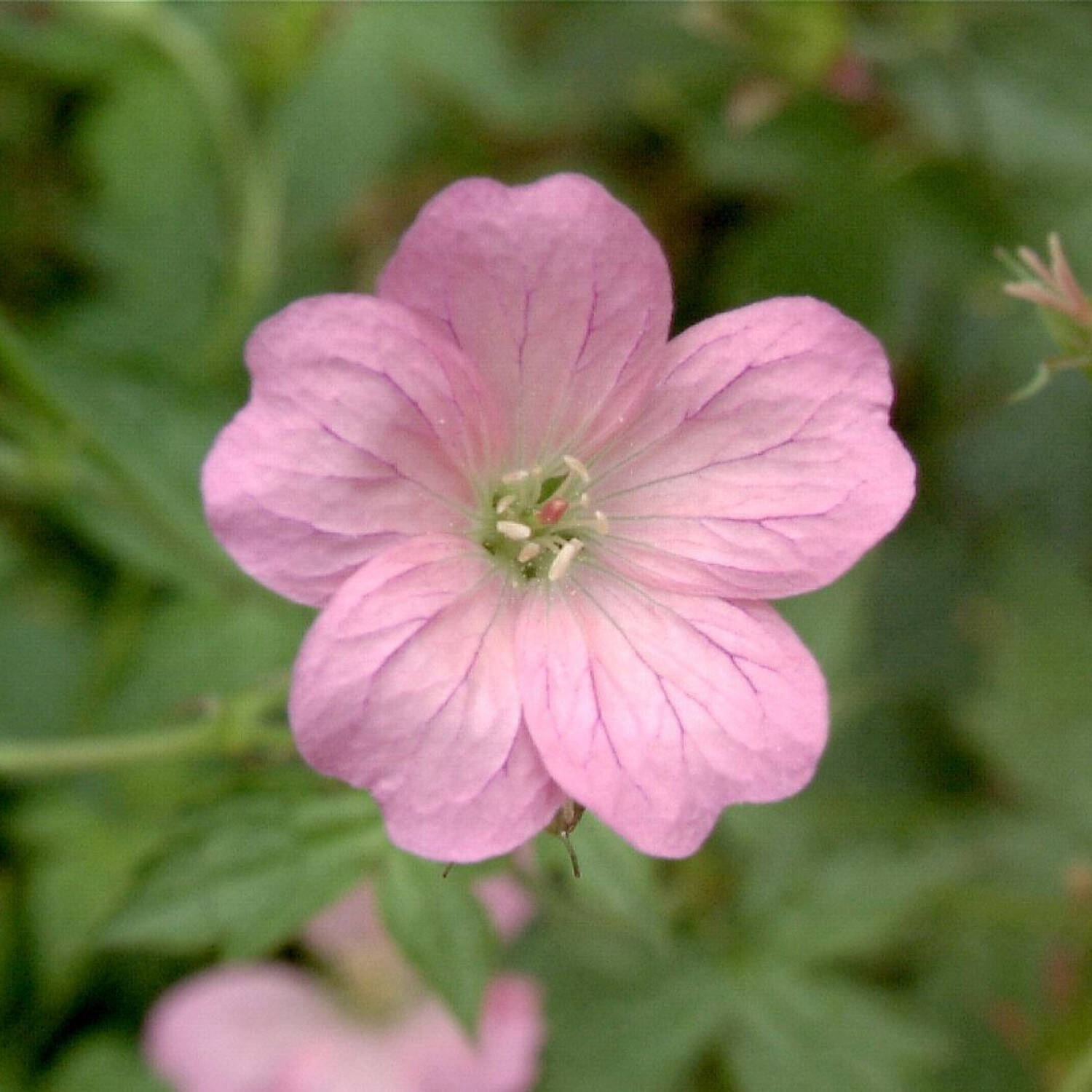 Pyrenäen Storchschnabel 'Wargrave Pink' - Geranium x oxonianum 'Wargrave Pink'