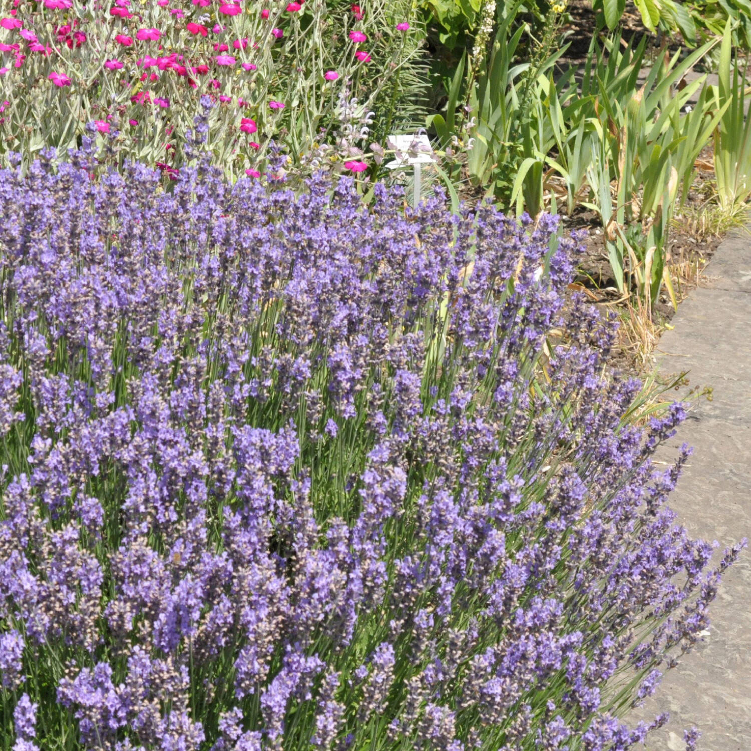 Lavendel 'Dwarf Blue' - Lavandula angustifolia 'Dwarf Blue'