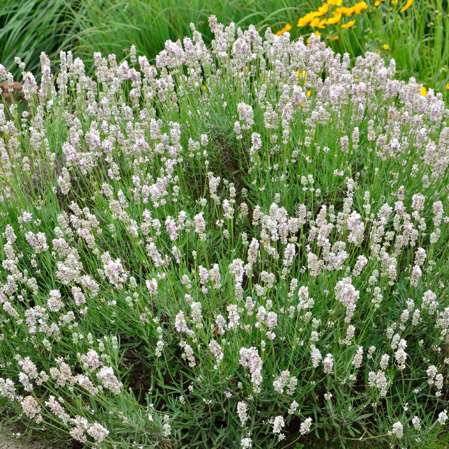 Rosablühender Lavendel 'Hidcote Pink' - Lavandula angustifolia 'Hidcote Pink'